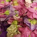 비단향꽃무 이미지