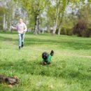 강아지봄 이미지