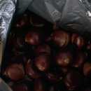 공주 알밤은 여기가 찐맛집 (내돈내산) 옥광밤 사고, 선물하고, 먹어 본 후기! 공주 알밤 상회!