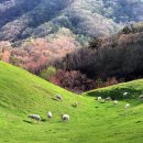 대관령마루길 이미지