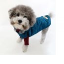 다운애견 이미지