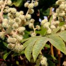 대왕수천 이미지