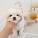 골든캐슬 쇼룸 이미지