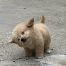 사리축사 | 여느 때처럼