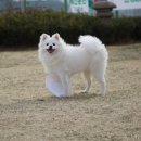 조이독 이미지