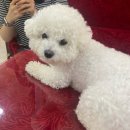 청도사 | [블챌] 인천 사주카페 청도사에서 신점 본 후기 내돈내산