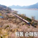 원동1공원 | 경남 양산 여행 원동 순매원 매화 개화상황 만개시기 개방시간 입장료 정보