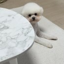 몽글몽글 애견유치원 | 노원 강아지미용 견출지 : 비숑 가위컷 성지, 몽글몽글 변신 성공 후기
