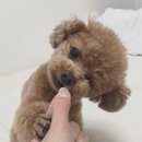 빼꼼