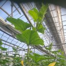 메디풀(Medipool) 이미지