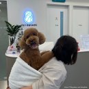 신길S동물의료센터 이미지