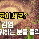 박테리아, 세균이 무서운 분들 클릭 이미지