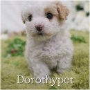 신창농장 | 광주 신창지구강아지분양 혼자 꼬물꼬물 움직이면서 바닥을 뒹굴던