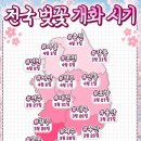 25).벚꽃 개화 시기 이미지