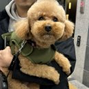 퍼피움 | 광주 금호동 애견미용 잘하는 곳, 퍼피움에서 폭실폭실 미용 후기