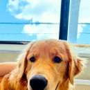 플러피 FLUPPY 이미지