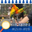 가평 베고니아 새정원 다녀온 솔직 후기 (ft. 30개월 아기와 나들이)