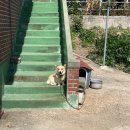 땡칠이 민박 이미지