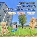 애견카페 애견유치원 펫레터 | 안성 애견카페 산책하기 좋은 어푸어푸 애견카페, 한천강뷰까지 완벽했던 안성 애견동반카페