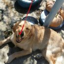 공주닭발 이미지