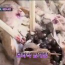 애정아로니아