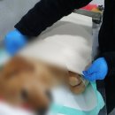 애견의품격 - 강서구 공항대로59길 8 | 애견의품격