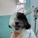 멍블리즈 이미지