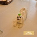 릴리테라피 이미지