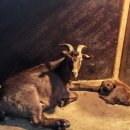 송림흑염소농장 이미지