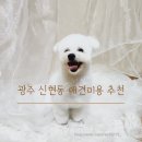 도그런살롱 이미지