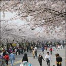 꽃비산책