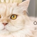 고양이미용사 임서영 | 고양이 빗_죽은털 제거 브러쉬_바비온 4in1 포밍브러쉬_부산 고양이미용사 임서영