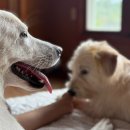 24시 위드힐동물메디컬센터 이미지