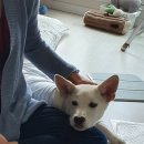 해피 이미지