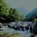 노거수회