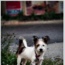 들꽃이야기 이미지