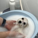 루틴펫살롱 이미지