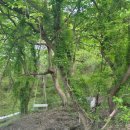 지리산 오도재 힐링캠핑장 이미지