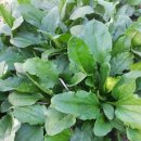 청솔농원 이미지