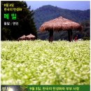 메밀이야기