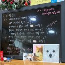 더사랑할개 | 부천 이색카페 유기견카페 함께할개사랑할개｜입양카페 방문 후기