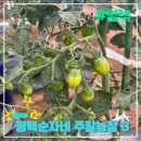 수정농장 | 평택 순자네 주말농장 수확후기 초보농부3