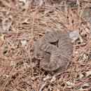 사니조아 이미지