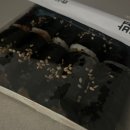 옳바름꼬마김밥 이미지