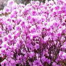 산에들에 이미지