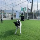 GPS 애견학교 이미지