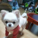 우리집 똥강아지 이미지