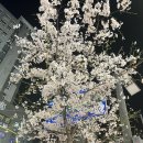 4월 일상