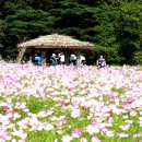 하동북천코스모스메밀꽃 영농조합법인 이미지