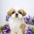 그루멍(groomung) 네이버블로그